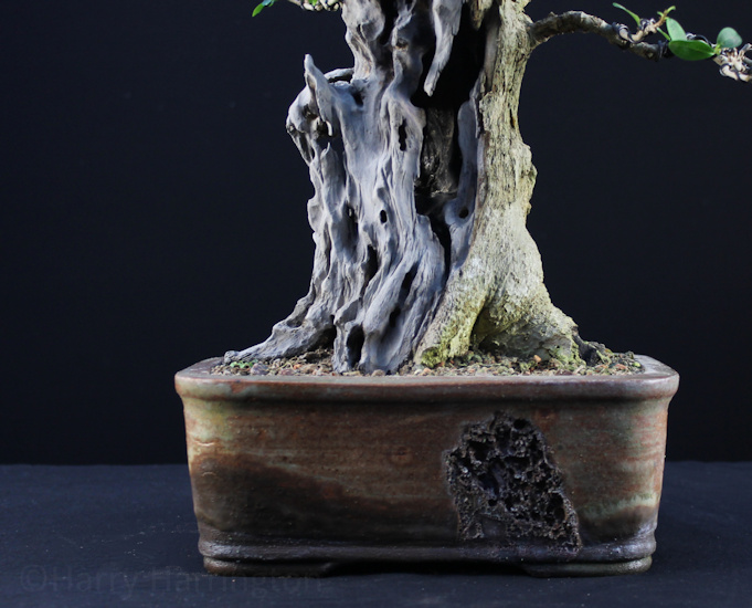 Privet Bonsai Styling